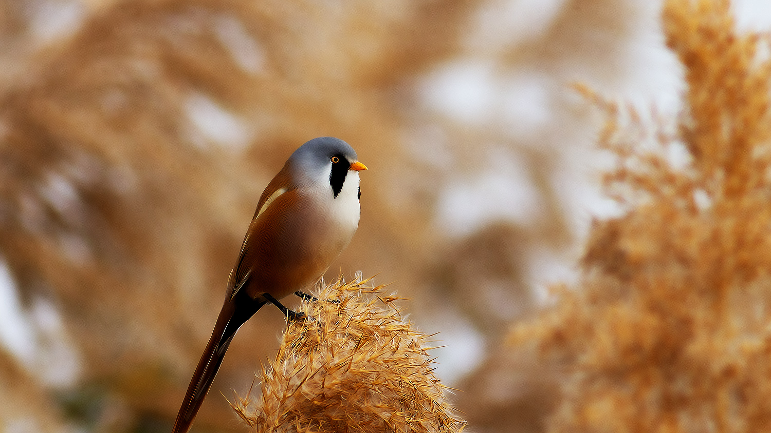 Bearded Reedling